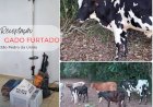 Polícia Militar recupera gado furtado e prende homem por receptação em São Pedro da União