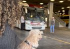 Cães e gatos podem viajar em ônibus intermunicipais de Minas a partir de hoje