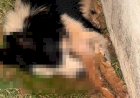 Polícia Civil investiga morte de três cachorros por suspeita de envenenamento em Guaxupé