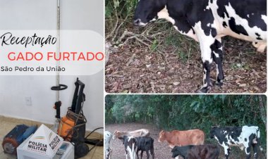 Polícia Militar recupera gado furtado e prende homem por receptação em São Pedro da União