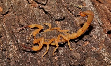 Casos de picadas de escorpião preocupam Guaxupé e podem ultrapassar índices de 2024