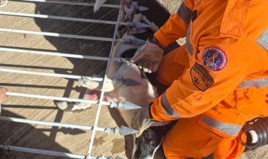 Bombeiros de Guaxupé resgatam cão preso em lança de portão