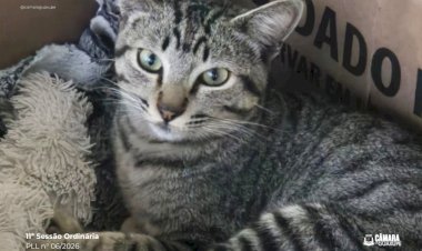 Câmara de Guaxupé atualiza lei e endurece punições por maus-tratos a animais