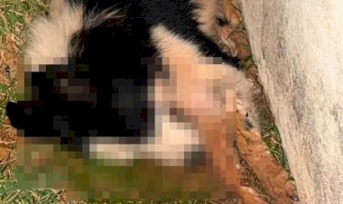 Polícia Civil investiga morte de três cachorros por suspeita de envenenamento em Guaxupé