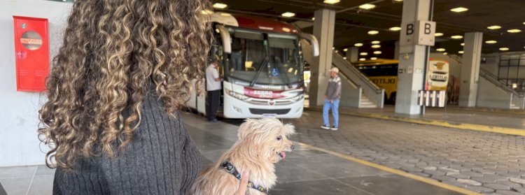 Cães e gatos podem viajar em ônibus intermunicipais de Minas a partir de hoje
