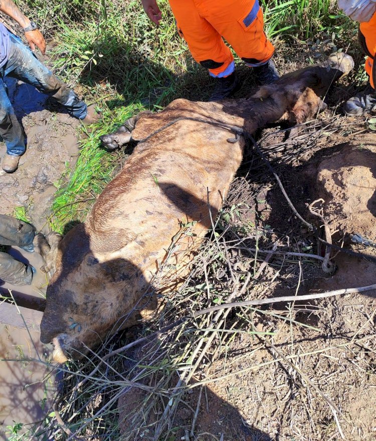 Bombeiros resgatam vaca atolada em brejo na zona rural de Muzambinho