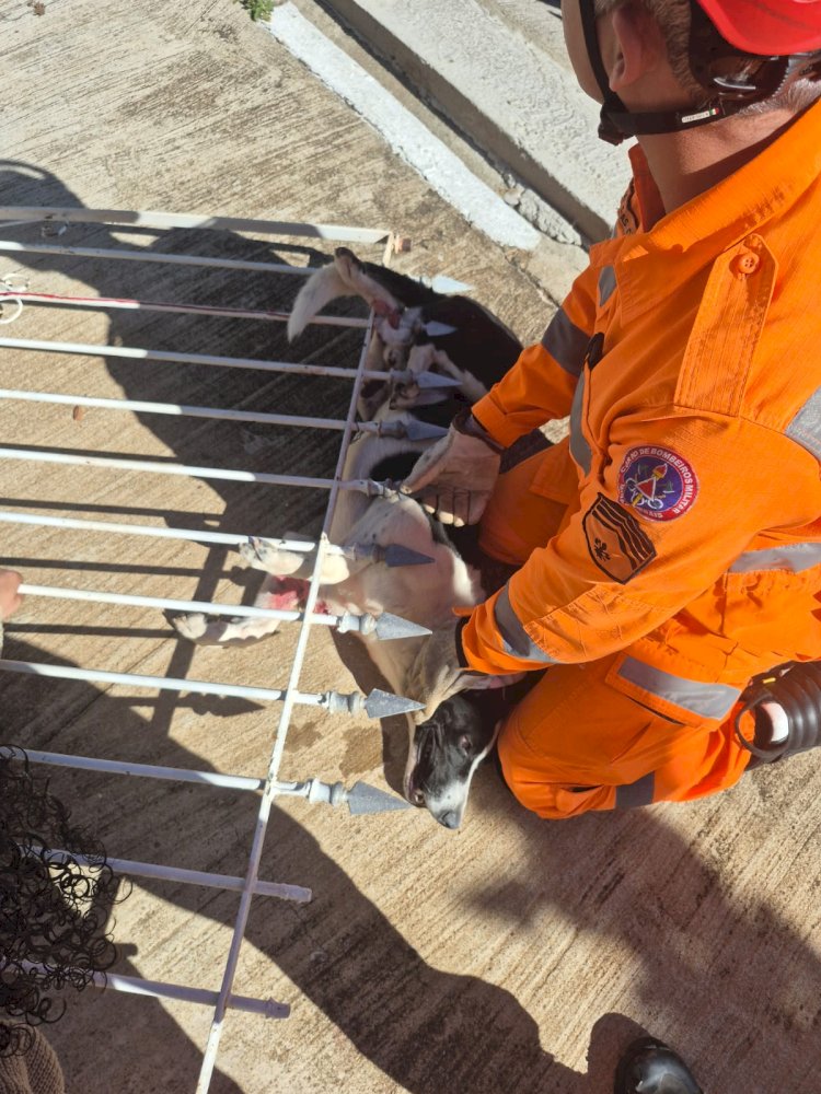 Bombeiros de Guaxupé resgatam cão preso em lança de portão