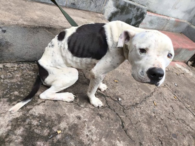 Casal é preso em Arceburgo por maus-tratos a cachorro