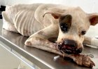 Caso de maus-tratos contra cão revolta e população de Bariri cobra autoridades; “Bariri tem delegado?”, questiona internauta