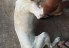 Cães são resgatados em situação de maus-tratos em Mineiros do Tietê