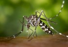 Bariri vive explosão de casos de dengue em 2024