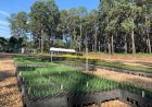 Viveiro florestal de Pederneiras deve produzir 1 milhão de mudas por ano