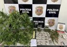 Homem é preso por cultivar, preparar e vender maconha em Agudos