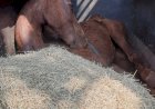 Cavalo vítima de maus-tratos morre após ser resgatado em Jaú; Carroceiro é detido