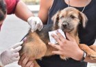 Focinho Carente, André Cabeleireiro, Vigilância Epidemiológica e veterinários voluntários se unem para ação contra a raiva animal em Bariri