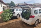 Plantação de maconha de grande porte é descoberta em Itapuí