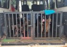 Tutor de quatro cães em situação de maus-tratos é autuado em R$ 12 mil e preso em Pederneiras