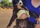 Moradora do Santo André II é intimada por maus-tratos após morte de cão em situação insalubre; Meio Ambiente diz que multas podem chegar a R$ 20 mil