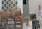 Apreensão de pássaros em cativeiro, drogas e produtos furtados termina com prisão em Iacanga