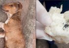 Fiscalização Ambiental de Bariri vai apurar venda clandestina de chumbinho no comércio local, após morte de cão resgatado pelo Focinho Carente