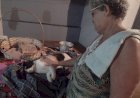 Envenenamento por chumbinho mata 15 animais em Bariri e Focinho Carente faz alerta