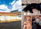 Bariri: semana é marcada por ameaça de bomba em escola e mais mortes de animais por envenenamento