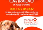 Boraceia promove mutirão de castração no próximo final de semana