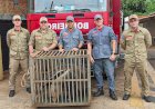 Corpo de Bombeiros de Bariri resgata dois tamanduás em semana atípica; Sargento Adalberto explica os cuidados no trato com animais silvestres