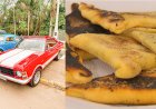 Festival do Taleme e Encontro de Carros Antigos: Comtur marca novas edições dos eventos para junho