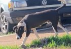 Vítima mordida por cão de rua em praça pública cobra providências da administração; mesmo animal já atacou outras pessoas em Bariri