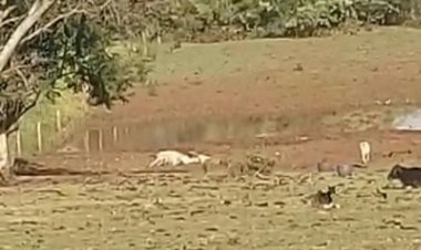 Denúncia apura supostos maus tratos contra 50 bovinos em Jaú