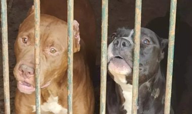 Homem é preso em Bauru por manter 14 cães sob maus-tratos em canil clandestino