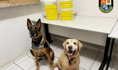 Cães farejadores ajudam a encontrar 20 tijolos de cocaína em bambuzal