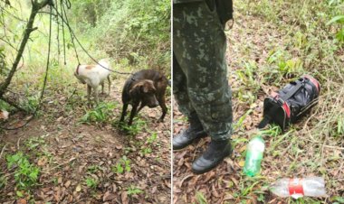 Cães vítimas de maus-tratos e utilizados para caça ilegal são resgatados em Agudos