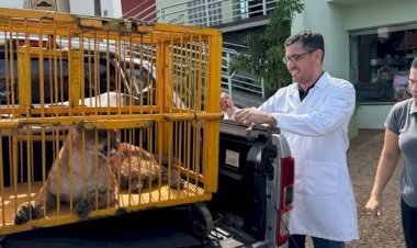 Onça-parda é capturada em condomínio residencial de Jaú