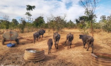 Justiça de Brotas designa duas novas entidades para cuidar de búfalas que foram maltratadas