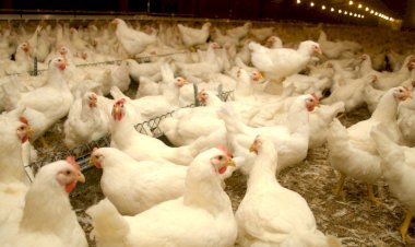 Censo Agro: Bariri tem 31 vezes mais gado e galinha do que habitantes