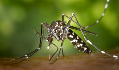 Bariri vive explosão de casos de dengue em 2024