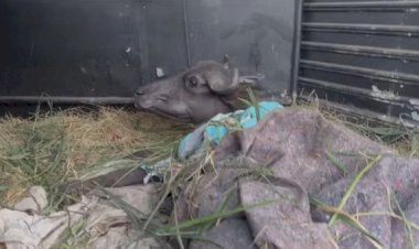 Búfalas de Brotas são levadas para novo santuário e deixam fazenda onde sofreram maus-tratos