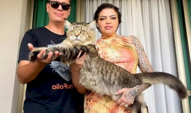 Gato gigante de Jaú vira celebridade em todo o Brasil e ganha destaque na imprensa nacional