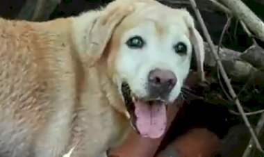 Operação da PM com helicóptero e canil apreende drogas em Bauru