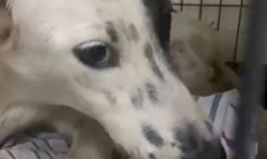 Zoofilia: homem é flagrado estuprando cadela em Dois Córregos