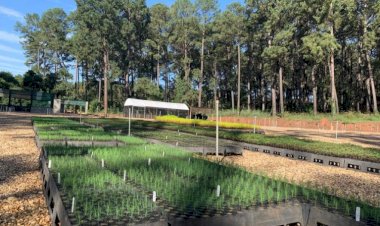 Viveiro florestal de Pederneiras deve produzir 1 milhão de mudas por ano