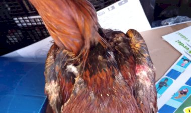 Organizadores de rinha de galos são presos em Bariri; aves são apreendidas