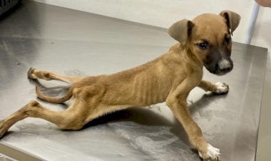 Associação Focinho Carente de Bariri alerta sobre epidemia de cinomose na cidade