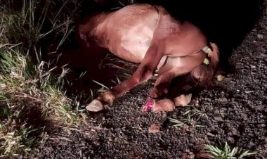 Veículo atropela e mata cavalo em distrito de Jaú