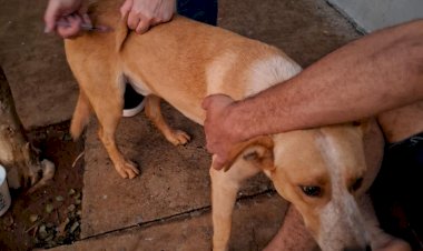 Vigilância Epidemiológica oferta 180 doses de vacinas contra cinomose