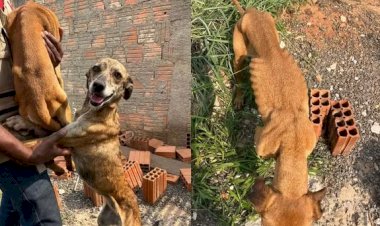 Cães vítimas de maus-tratos são resgatados em Bauru; tutor é multado