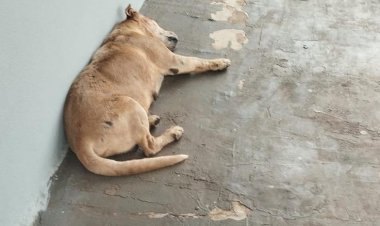 Focinho Carente denuncia abandono de cão idoso após tutor mudar de estado; animal é recolhido após repercussão