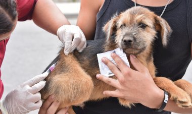 Focinho Carente, André Cabeleireiro, Vigilância Epidemiológica e veterinários voluntários se unem para ação contra a raiva animal em Bariri
